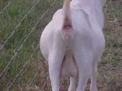 barnonemeatgoats.com Anemic