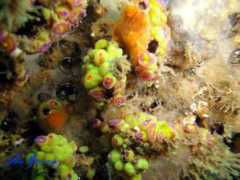 Anemonas