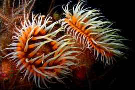 Anemonas