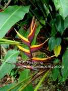 heliconiasocietypr.org Anestor