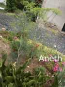 Aneth