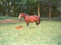 gelderlanderhorse.nl Anetty