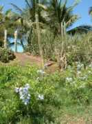 Anfi