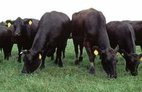 ekofinans.com Angusa