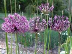 plantbuzz.com Angust
