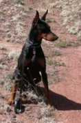 hesterwillowspirit.com Aniani