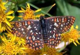insectsofalberta.com Anicia