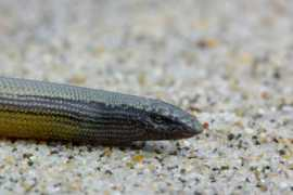 wildherps.com Aniella