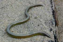 wildherps.com Aniella