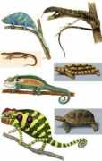 michiganscienceart.com Aniimal