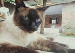 favim.com Animais