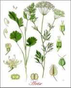 Anise