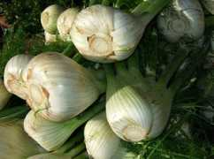 Anise