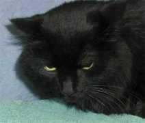 Anise