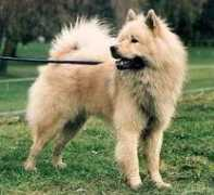 st.eurasier-online.de Anjuk