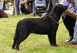 labrador-retriever.cz Annelou