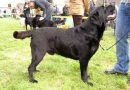 labrador-retriever.cz Annelou