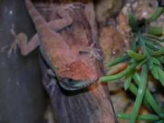 reptarium.cz Anolis