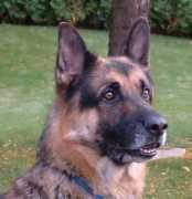 windowtomyworld.nl Anook