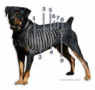 animalutze.com Ansele