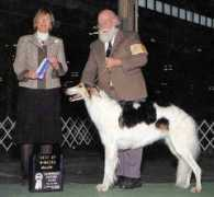 tahoeborzoi.com Anselem
