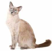 tibetancats.nl Anshira