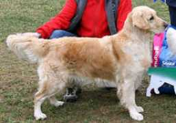 kennelgreenhills.net Anslin