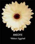 Ansofie