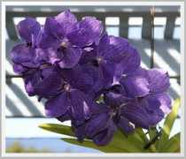 gardenbanter.co.uk Ansum