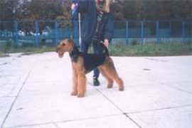 airedaleterrier.net Antania
