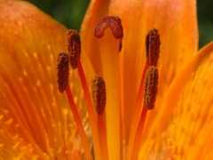 actaplantarum.org Antere