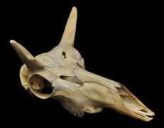 natural-history.uoregon.edu Anterio