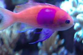 Anthias