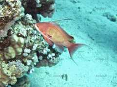 Anthias