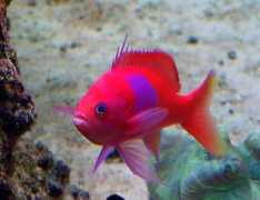 Anthias