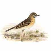 Anthus