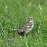 Anthus