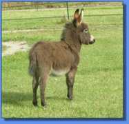 asspirinacresdonkeys.com Antigonie