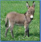 asspirinacresdonkeys.com Antigonie