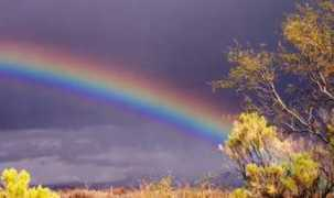 thevoiceforum.org Antira