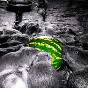 photoforum.ru Antoha