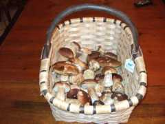 gourmetfly.com Antona