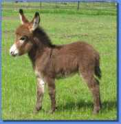 asspirinacresdonkeys.com Antoneos