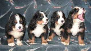 tasmanska-elitte.com Antonesa