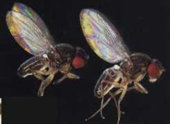 depts.washington.edu Antonovics