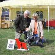 cocker-vom-niendorfer-gehege.de Antonovicz