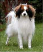 upanddowns.com Antonyx