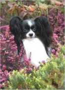 upanddowns.com Antonyx