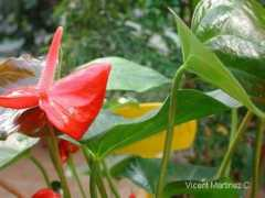 botanical-online.com Anturi