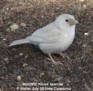 philipmaher.com Anyema